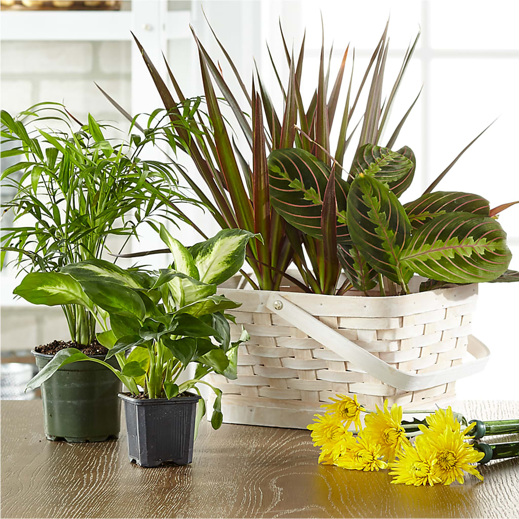 Florist Designed Blooming and Green Plants in a Basket – Eastland Heaven Sent Floral, Eastland TX