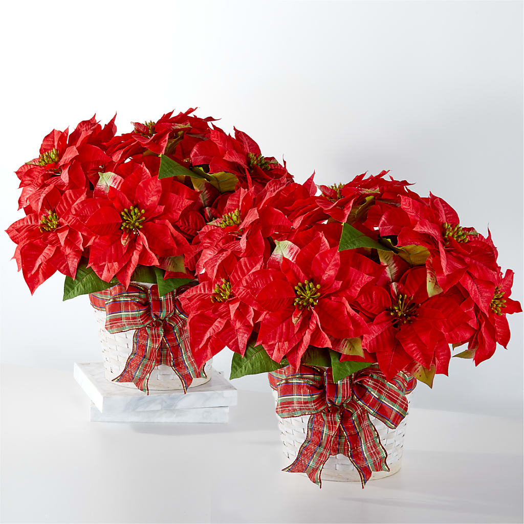 Happiest Holidays Poinsettia Bundle – Eastland Heaven Sent Floral, Eastland TX