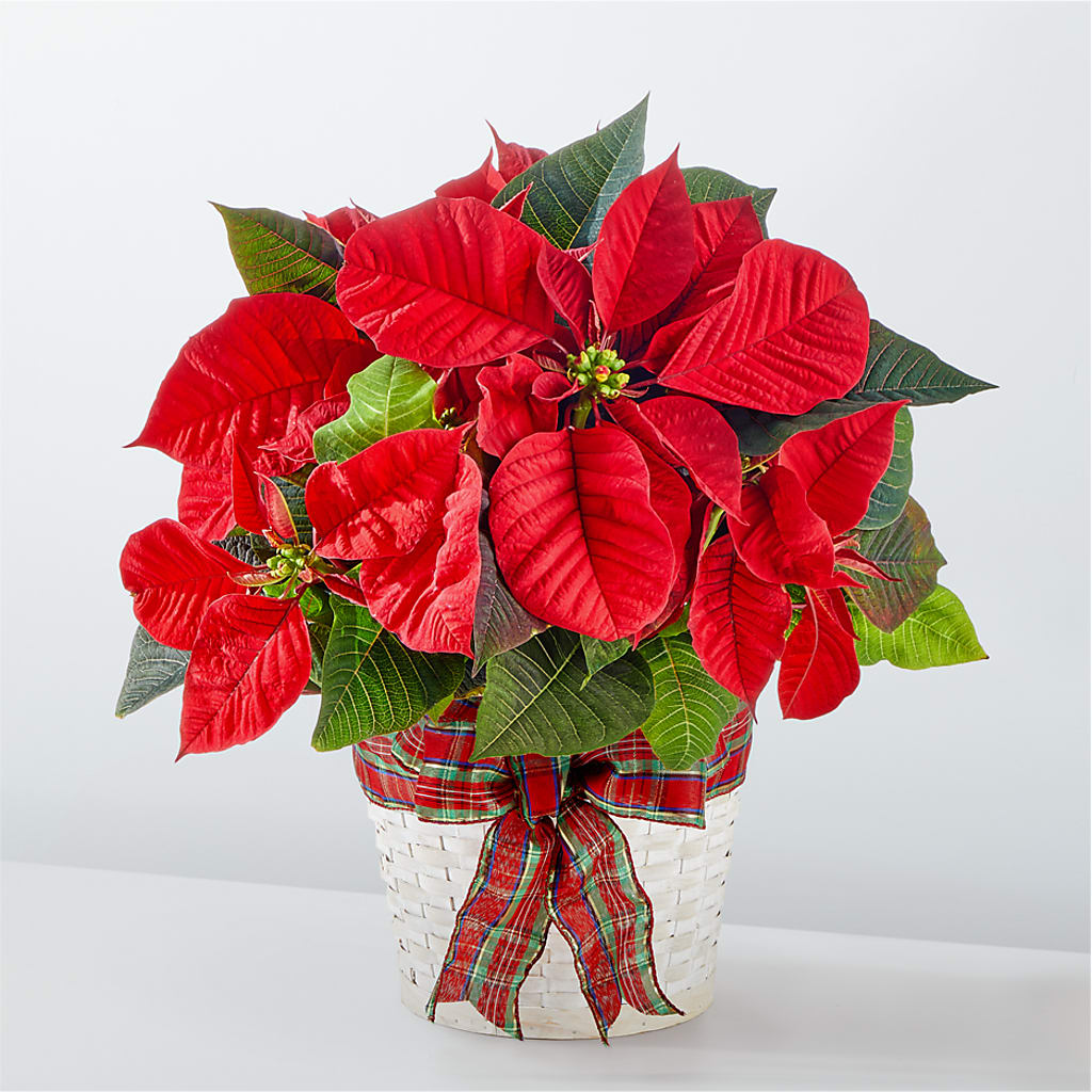 Happiest Holidays Poinsettia – Eastland Heaven Sent Floral, Eastland TX