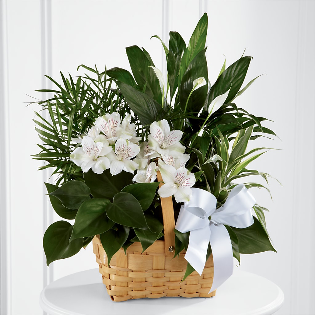 Peace & Serenity Dishgarden – Eastland Heaven Sent Floral, Eastland TX
