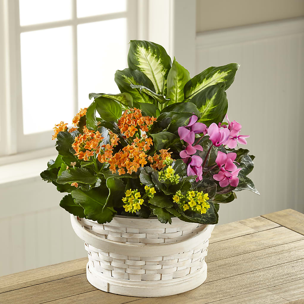 Color Crush Dishgarden – Eastland Heaven Sent Floral, Eastland TX