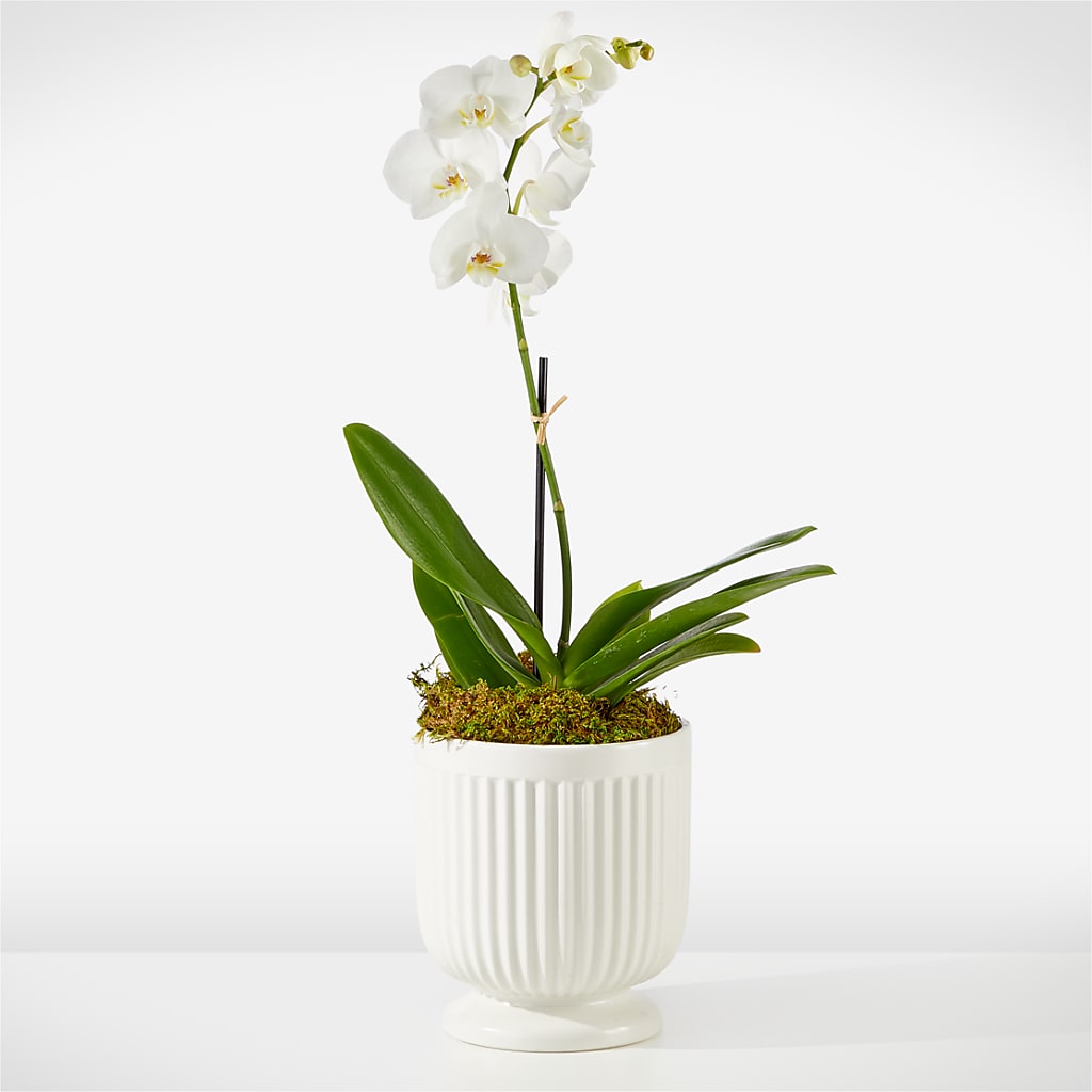 Whispering White Orchid – Eastland Heaven Sent Floral, Eastland TX