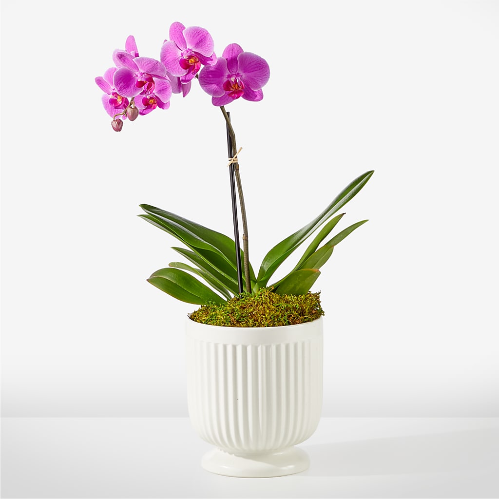 Friendly Fuchsia Orchid – Eastland Heaven Sent Floral, Eastland TX