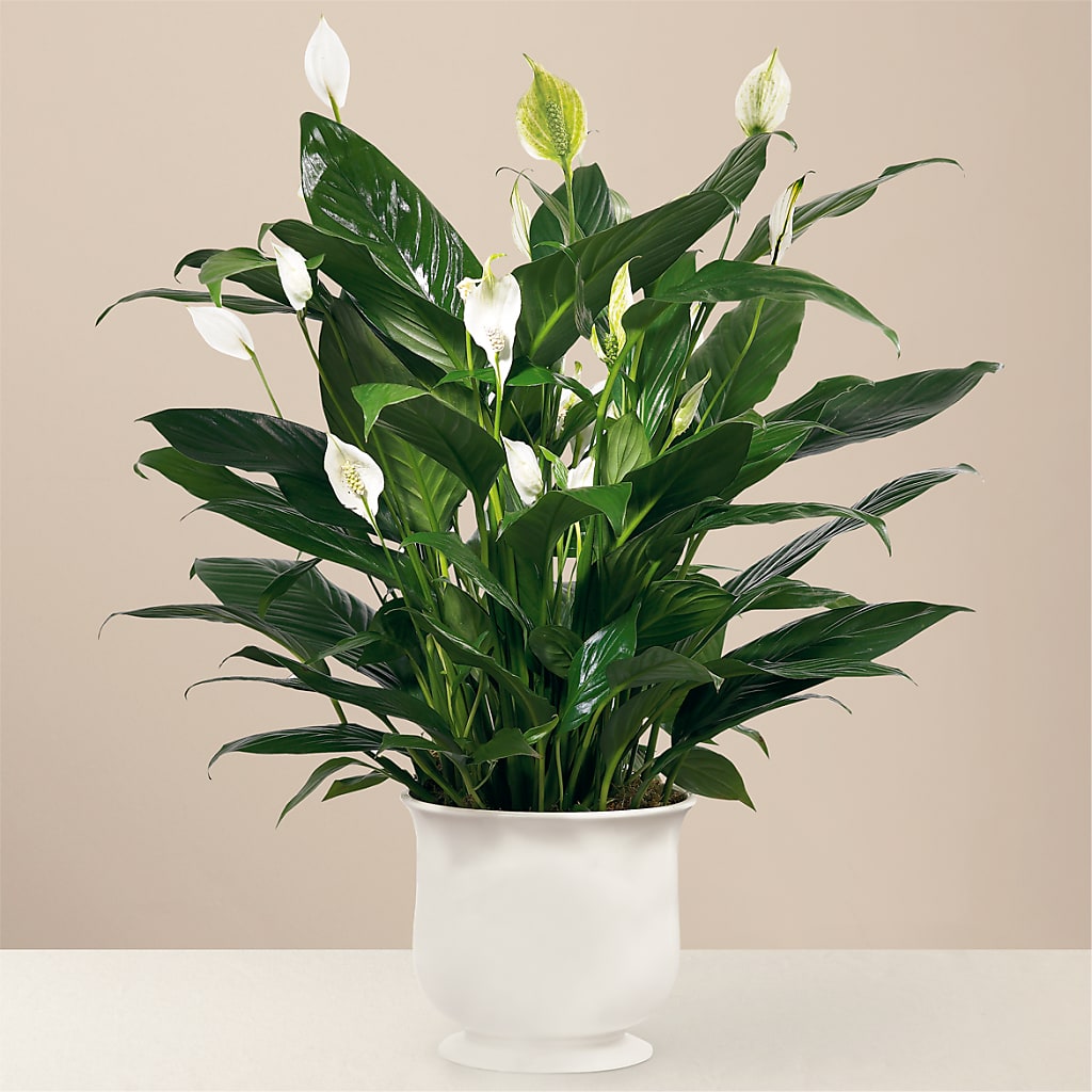 Comfort Planter – Eastland Heaven Sent Floral, Eastland TX