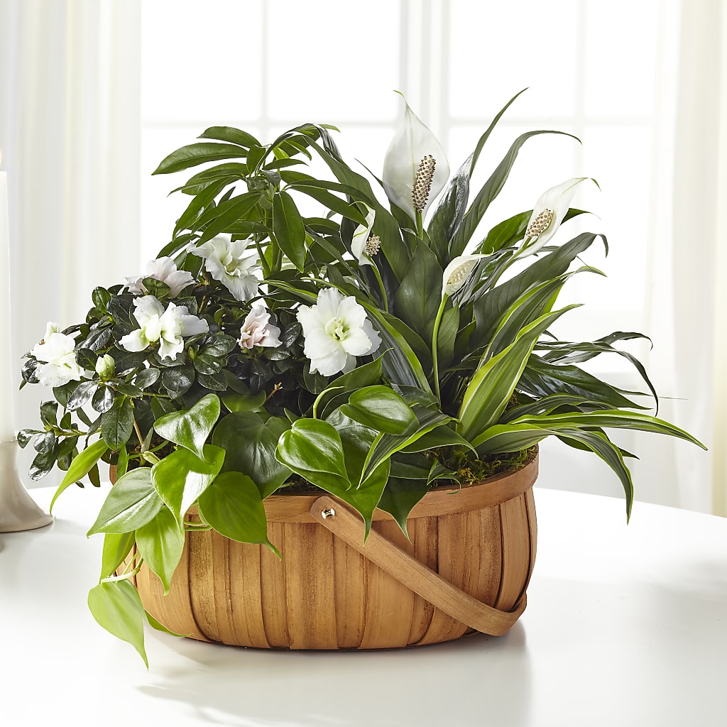 Serene Dishgarden – Eastland Heaven Sent Floral, Eastland TX