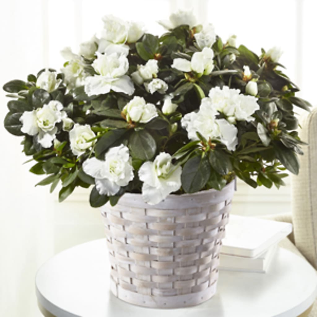 White Azalea Plant – Eastland Heaven Sent Floral, Eastland TX