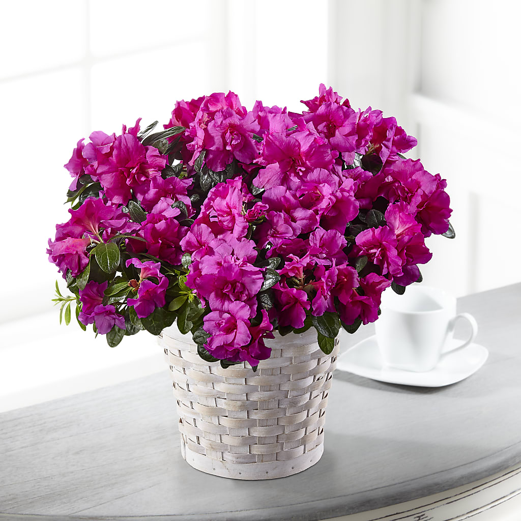 Hope & Serenity Azalea Plant – Eastland Heaven Sent Floral, Eastland TX