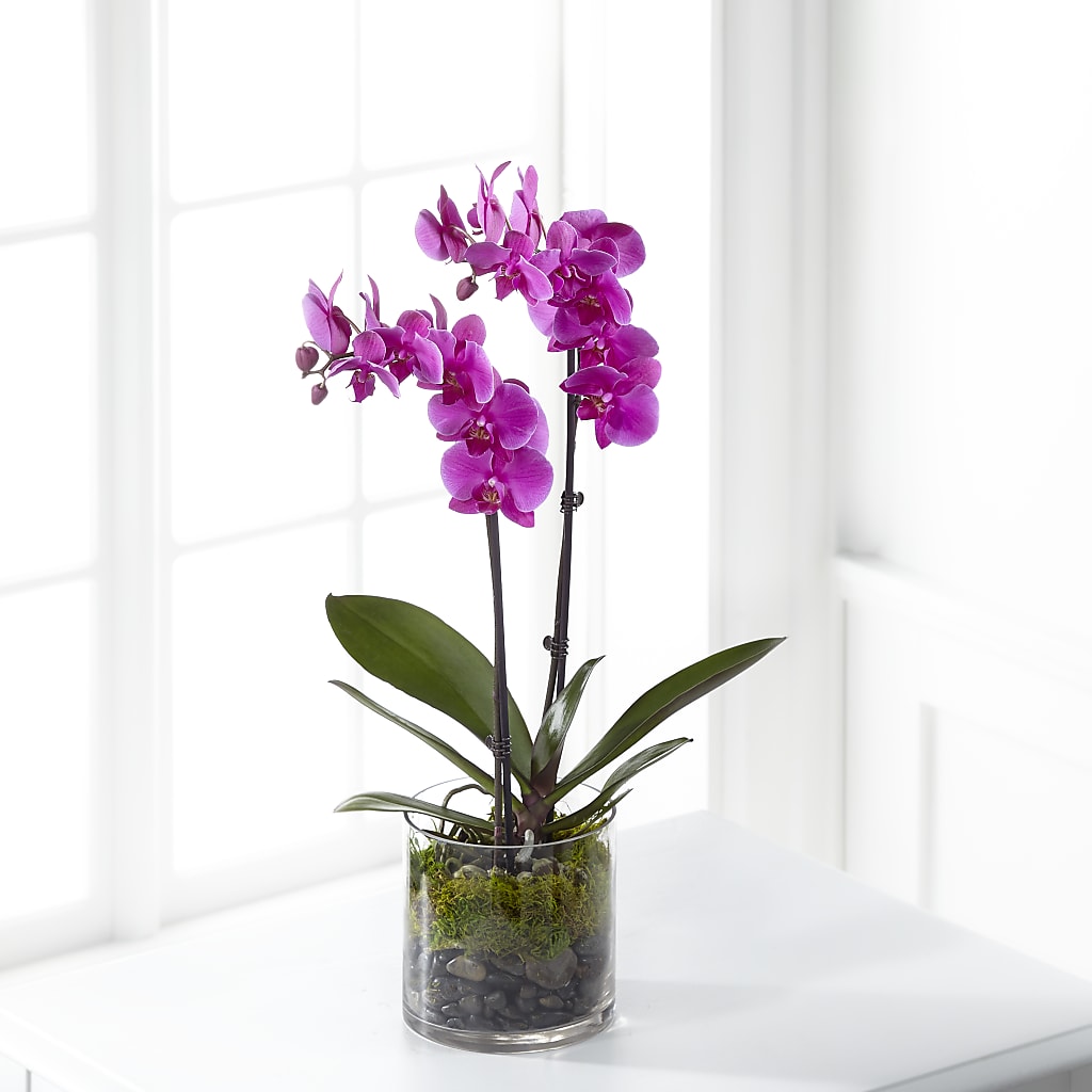 Pink Orchid Plant – Eastland Heaven Sent Floral, Eastland TX