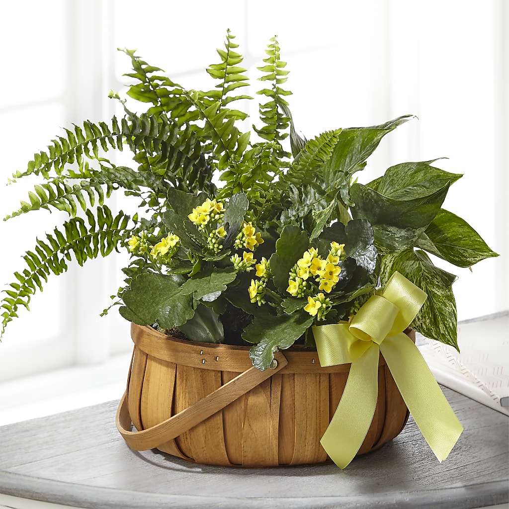 Always Dear Dishgarden – Eastland Heaven Sent Floral, Eastland TX