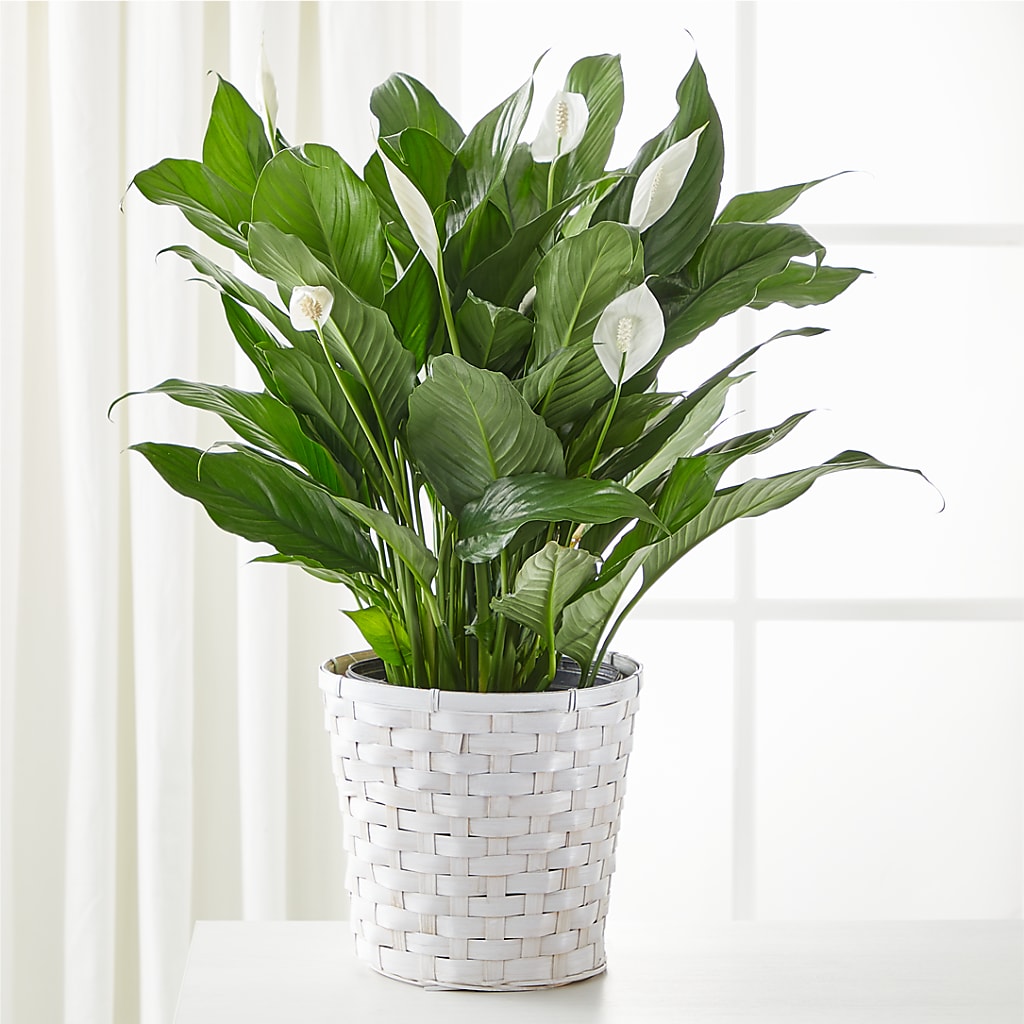 A New Leaf Peace Lily – Eastland Heaven Sent Floral, Eastland TX