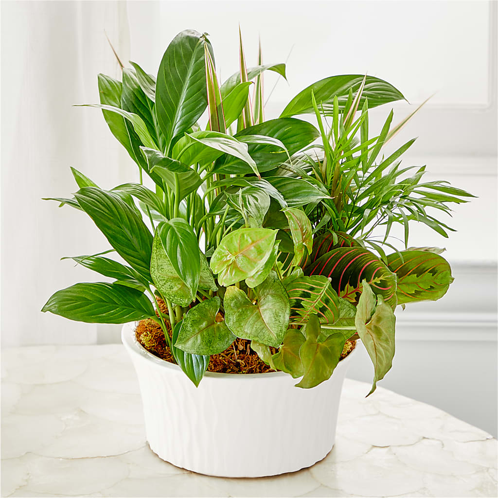 Balance & Harmony Dishgarden – Eastland Heaven Sent Floral, Eastland TX