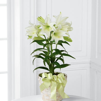 Easter Lily Plant –  Eastland Heaven Sent Floral, Eastland TX