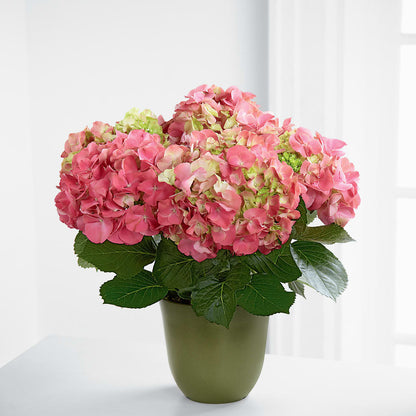 Pink Hydrangea Planter –  Eastland Heaven Sent Floral, Eastland TX