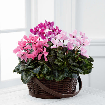 Mixed Cyclamen Planter –  Eastland Heaven Sent Floral, Eastland TX