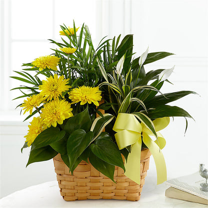 Loving Light Dishgarden –  Eastland Heaven Sent Floral, Eastland TX