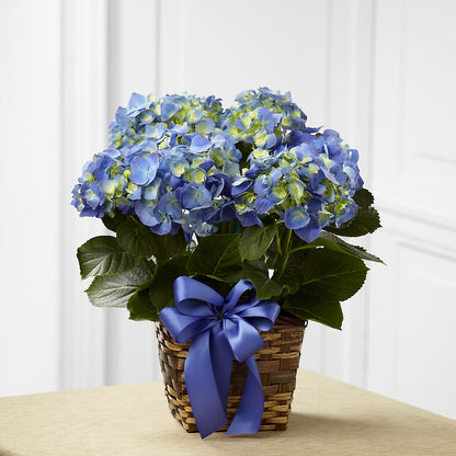 Blue Hydrangea Planter –  Eastland Heaven Sent Floral, Eastland TX