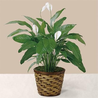 Tranquil Moments Peace Lily Plant –  Eastland Heaven Sent Floral, Eastland TX