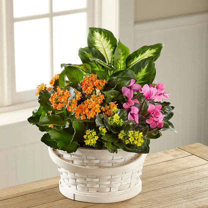 Color Crush Dishgarden –  Eastland Heaven Sent Floral, Eastland TX