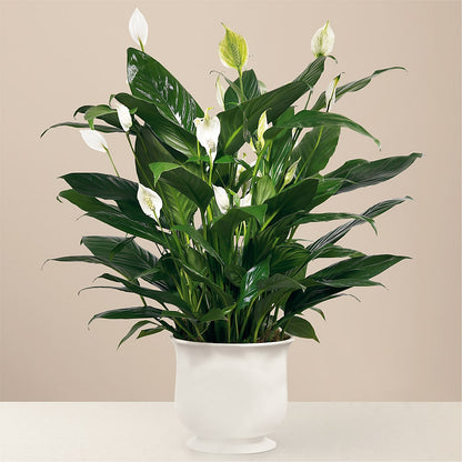 Comfort Planter –  Eastland Heaven Sent Floral, Eastland TX