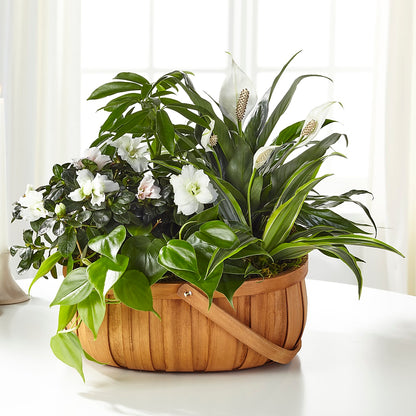 Serene Dishgarden –  Eastland Heaven Sent Floral, Eastland TX