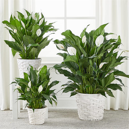 A New Leaf Peace Lily –  Eastland Heaven Sent Floral, Eastland TX