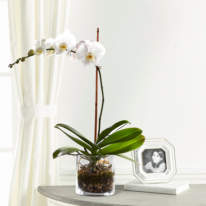 White Orchid Planter –  Eastland Heaven Sent Floral, Eastland TX