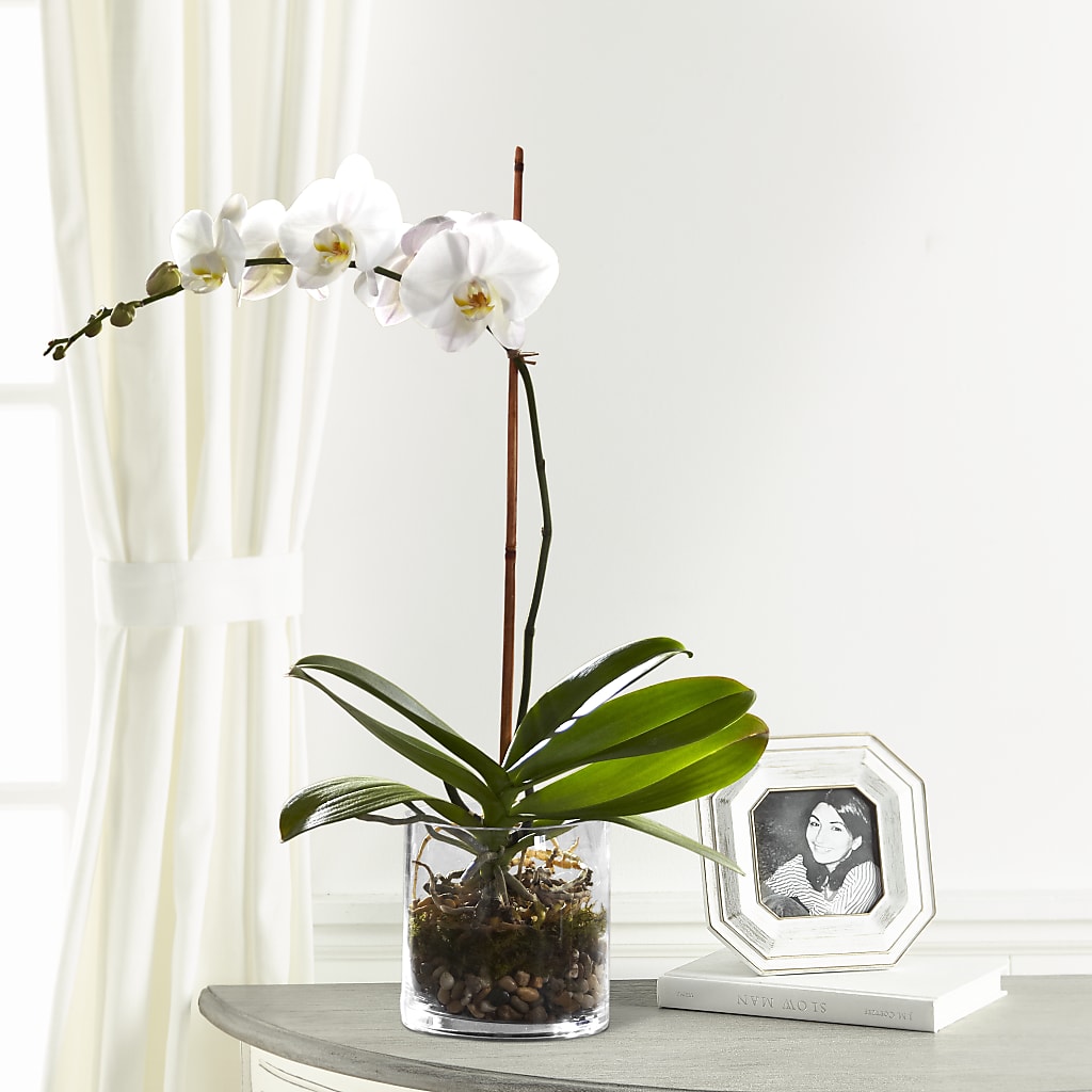 White Orchid Planter